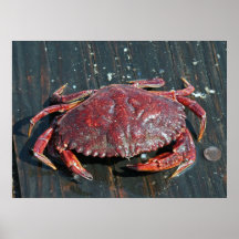 the crab posters