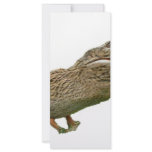 The Crocoduck rack cards