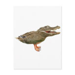 The Crocoduck with feet postcards