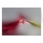 The crocus petal greeting card