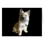 The Cutest Cairn Terrier Ever!  Cuter than Toto! Greeting Card