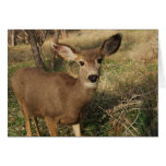 The Deer cards