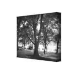 The Dillard Tree Gallery Wrap Canvas