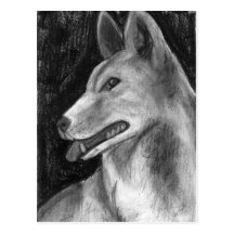 The Dingo Postcard