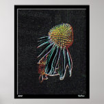 The Echinecea Flower Posters