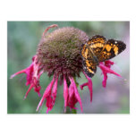"The Edgy One" Butterfly Photography Post Card