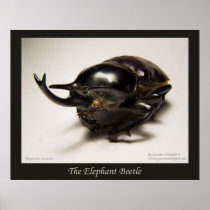 The Elephant Beetle Posters