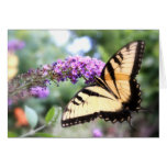 "The Elusive One" Butterfly Photography Poster Cards