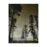 The Enchanted postcards