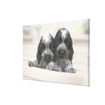 The English Cocker Spaniel is a breed of dog. It Gallery Wrap Canvas