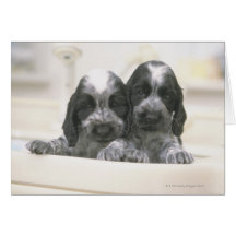The English Cocker Spaniel is a breed of dog. It Card