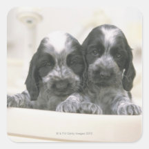 The English Cocker Spaniel is a breed of dog. It Stickers