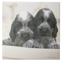 The English Cocker Spaniel is a breed of dog. It Ceramic Tiles