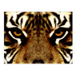 The Eyes of a Tiger Postcards
