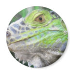 The Face of Bruno Painterly magnets