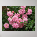 The Fairy Rose posters