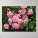 The Fairy Rose posters