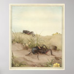 THE FIELD CRICKET - Insect Book Illustration posters