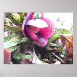 The First Hellebore Of Spring posters