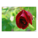 The First Rose of Spring Greeting Card
