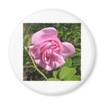 THE FIRST SENIOR PROM ROSE ON MY ROSEBUSH magnets