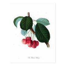 The Florence cherry Post Card