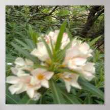 The Flower  Poster