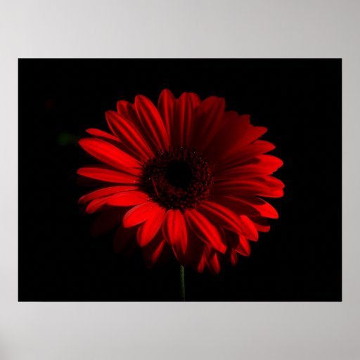 The Flower Poster