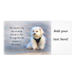 The Friendliness and Patience of a Faithful Dog photo cards
