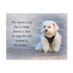 The Friendliness and Patience of a Faithful Dog postcards
