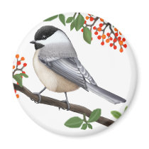 The Friendly Black Capped Chickadee Bird Magnet