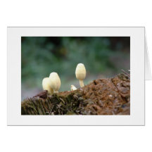 The Fungi of Note notecard
