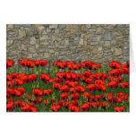 The Garden Wall cards