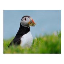 The Gatherer Puffin Post Card