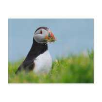 The Gatherer Puffin Post Card