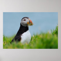 The Gatherer Puffin Posters