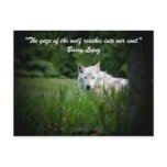 The gaze of the wolf reaches in... post cards