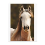 The gentle soul post card