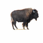 The Great American Bison Photo Cutouts