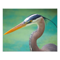 The Great Blue 11 x 14 Art Photo