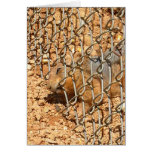 the great escape greeting cards