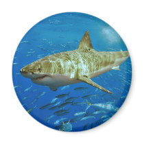 The Great White Shark Carcharodon Carcharias Refrigerator Magnets