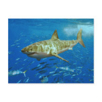 The Great White Shark Carcharodon Carcharias Post Card
