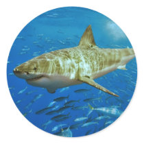 The Great White Shark Carcharodon Carcharias Round Stickers