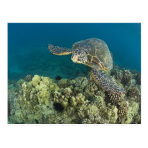 The Green Sea Turtle, (Chelonia mydas), is the 2 Post Cards