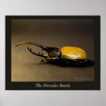 The Hercules Beetle posters