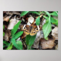 The Hiding Butterfly Poster