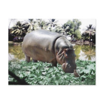 The Hippo And The Bird Postcard