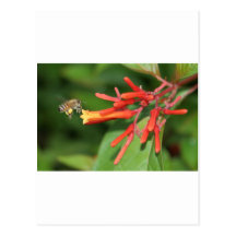 The Honey Bee Post Cards