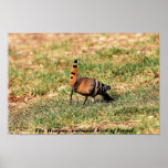 The Hoopoe, national bird of Israel, photo poster posters